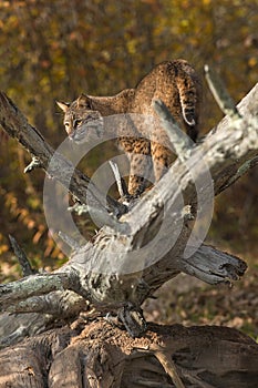 Bobcat (Lynx rufus) Looks Back