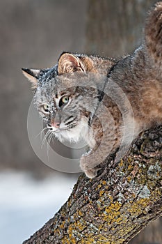 Bobcat (Lynx rufus) Looks Back