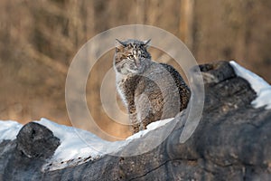 Bobcat Lynx rufus Looks Back Over Shoulder
