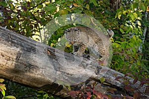 Bobcat (Lynx rufus) Looks Down From Atop Log Autumn