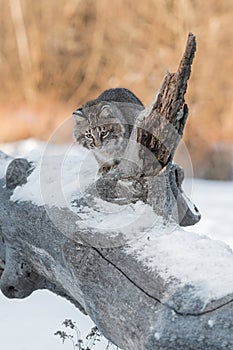 Bobcat Lynx rufus Looks Down Off Log