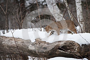 Bobcat (Lynx rufus) Looks Down Side of Log Winter