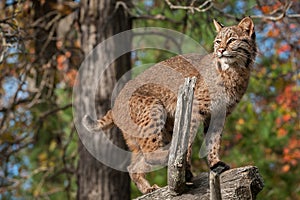 Bobcat (Lynx rufus) Looks Left from Atop Branch