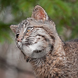 Bobcat (Lynx rufus) Looks Left Closeup