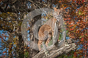 Bobcat (Lynx rufus) Looks Out from Atop Branch