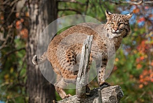 Bobcat Lynx rufus Looks Out from Atop Branch