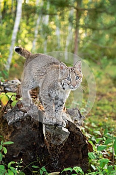 Bobcat Lynx rufus Looks Out From Atop Log Autumn