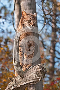 Bobcat (Lynx rufus) Looks Right from Above