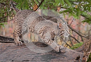 Bobcat (Lynx rufus) Looks Right Atop Log
