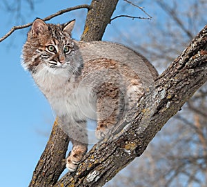 Bobcat (Lynx rufus) Looks from Tree Branch
