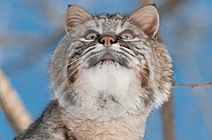 Bobcat (Lynx rufus) Looks Up