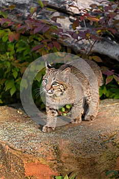 Bobcat (Lynx rufus) Looks Up Standing on Rock Autumn