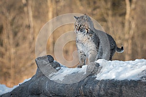 Bobcat Lynx rufus Looks Up Startled Winter
