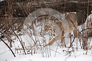 Bobcat (Lynx rufus) Makes Move To Step Left From Under Log Winter