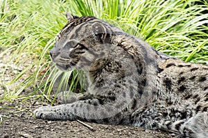 Bobcat, lynx rufus. North american wild cat related to the lynx.