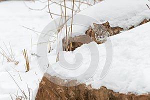 Bobcat Lynx rufus Peers Out Between Rocks