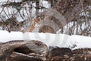Bobcat Lynx rufus Peers Over Top of Log Ears Back Winter