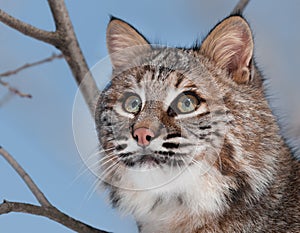 Bobcat (Lynx rufus) Portrait