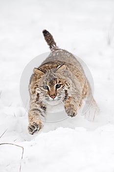 Bobcat Lynx rufus Pounces Forward in Snow Winter