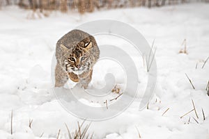 Bobcat Lynx rufus Pounces Straight Forward in Snow Winter
