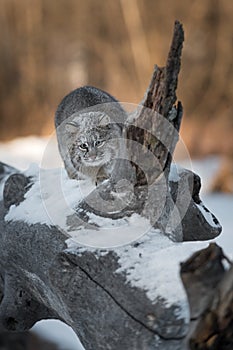 Bobcat & x28;Lynx rufus& x29; Prepares to Pounce