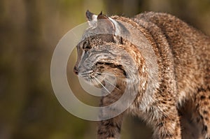 Bobcat Lynx rufus Profile