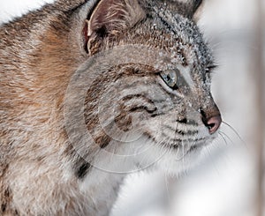 Bobcat (Lynx rufus) Profile Closeup