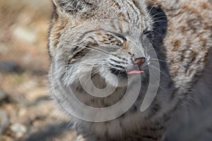 Bobcat profile closeup cute with tongue licking nose