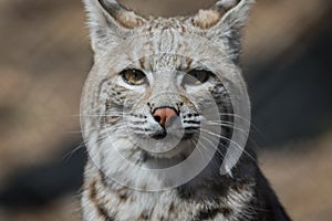 Bobcat profile closeup in early spring