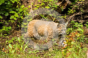 Bobcat Lynx rufus prowling around