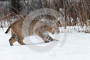 Bobcat Lynx rufus Prowls Right Over Snow Winter