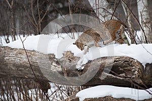 Bobcat (Lynx rufus) Pushes Snow Down Side of Log Winter