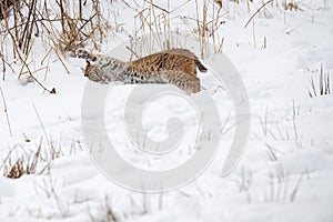 Bobcat (Lynx rufus) Rolls in Snow Paw Up Winter