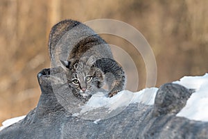 Bobcat Lynx rufus Rubs Cheek on Log