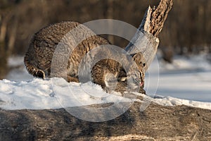 Bobcat Lynx rufus Rubs Cheek on Log to Leave Scent Winter