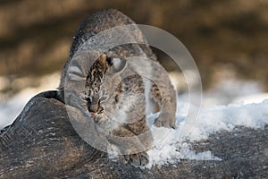 Bobcat Lynx rufus Rubs Cheek on Log to Scent Mark Winter