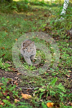 Bobcat (Lynx rufus) Runs Forward in Grove Autumn