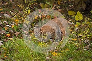 Bobcat Lynx rufus Runs Through the Grasses Autumn