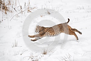 Bobcat (Lynx rufus) Runs Left Full Out Winter