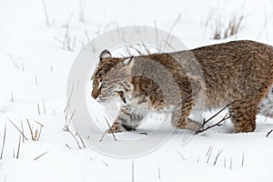 Bobcat Lynx rufus Runs Left Through Snow Winter
