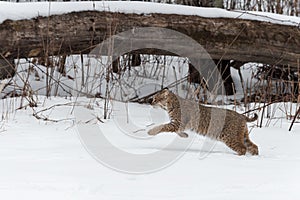 Bobcat Lynx rufus Runs Left Winter