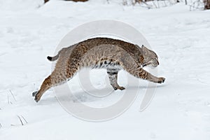 Bobcat (Lynx rufus) Runs Right Winter