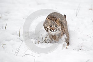 Bobcat Lynx rufus Rushes Forward in Snow Winter