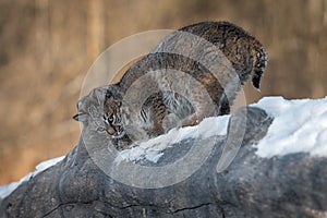 Bobcat Lynx rufus Scent Marking Log