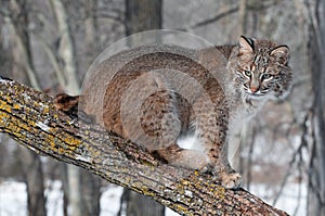 Bobcat (Lynx rufus) Sits on Branch