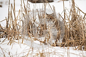 Bobcat Lynx rufus Sits Looking Out of Weeds Winter