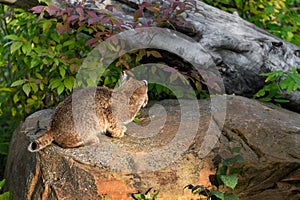 Bobcat (Lynx rufus) Sits on Rock Looking Into Brush Autumn