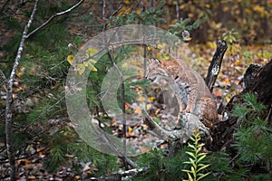 Bobcat Lynx rufus Sits on Root Bundle Looking Left Autumn