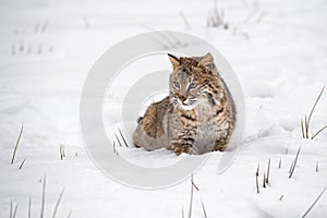 Bobcat Lynx rufus Sits in Snow Looking Left Winter