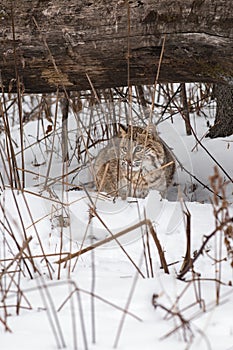 Bobcat (Lynx rufus) Sits Under Log Looking Out From Behind Weeds Winter